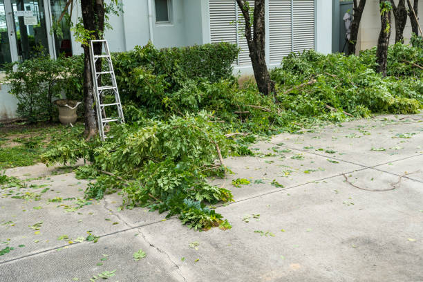 How Our Tree Care Process Works  in Mackinac Island, MI