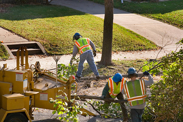 Best Fruit Tree Pruning  in Mackinac Island, MI