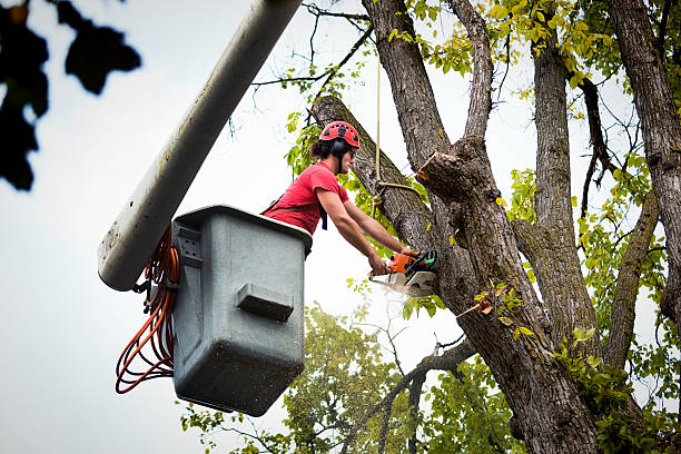 Trusted Mackinac Island, MI Tree Services Experts